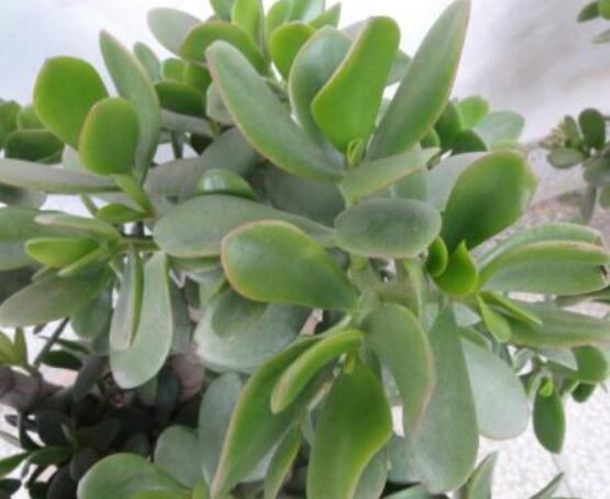 燕子掌怎么養(yǎng)長(zhǎng)得更快，做好五個(gè)要點(diǎn)盆盆爆滿