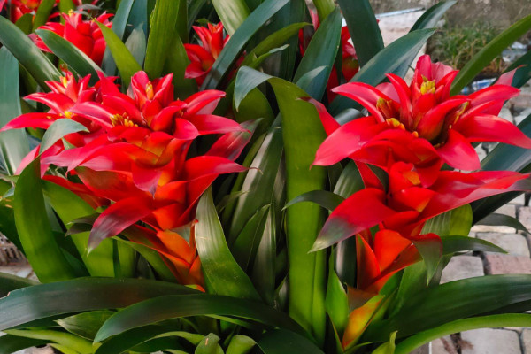 鴻運當頭發(fā)芽了可以分栽嗎