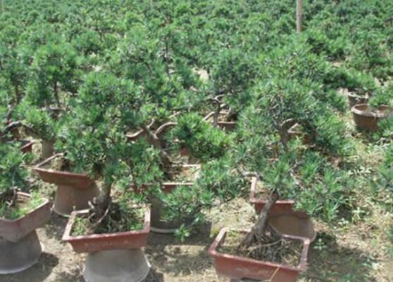 羅漢松葉子發(fā)黃怎么辦，羅漢松葉子發(fā)黃解決辦法