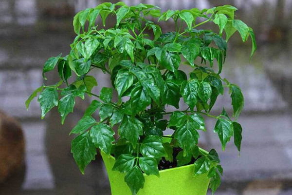 幸福樹幾天澆一次水好，春秋每隔5~7天澆灌一次