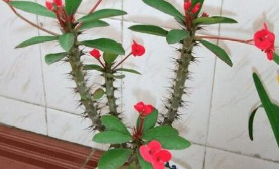 虎刺梅的繁殖方法，教你兩種最常用的繁殖方法(扦插與組培)