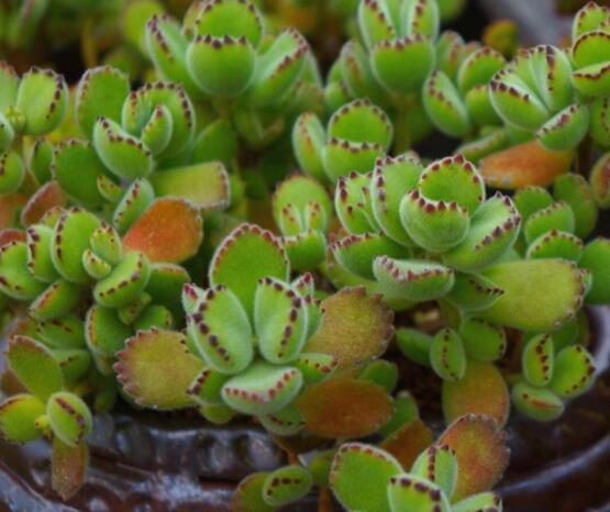 熊童子有毒嗎，無毒/驅(qū)除蚊蟲、美化環(huán)境