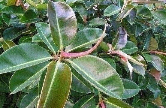橡皮樹怎么養(yǎng)，牢記七個步驟就可養(yǎng)好