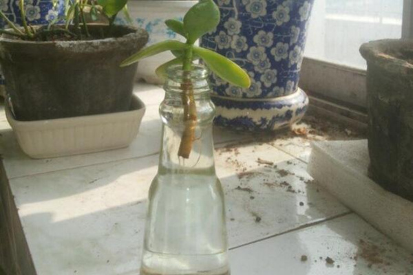 燕子掌能水培嗎，可以水培并且養(yǎng)護起來非常簡單