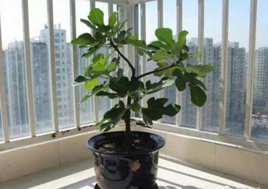 平安樹怎么養(yǎng)才茂盛，平安樹的養(yǎng)殖方法