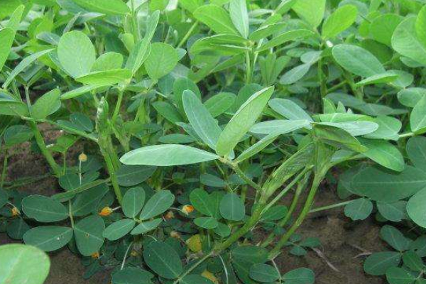 夏播花生種植時(shí)間