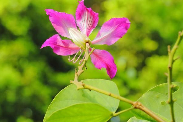 紫荊花生長(zhǎng)快嗎