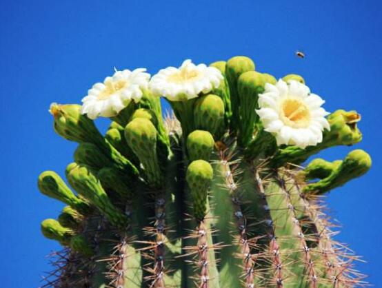 仙人掌為什么不用澆水，因吸水能力太強