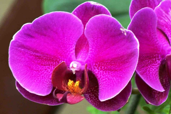 蝴蝶蘭花不撐會(huì)斷嗎