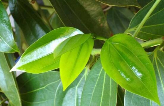 平安樹有毒嗎，平安樹能放在臥室嗎