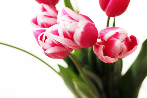 郁金香種球多久發(fā)芽