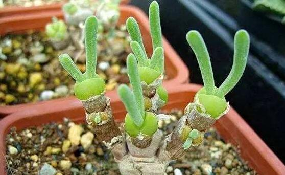 碧光環(huán)和枝干番杏的區(qū)別，教你兩種最直觀分辨方法