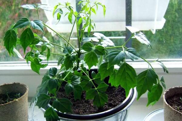 幸福樹掉葉子怎么挽救，從以下5個方面分析