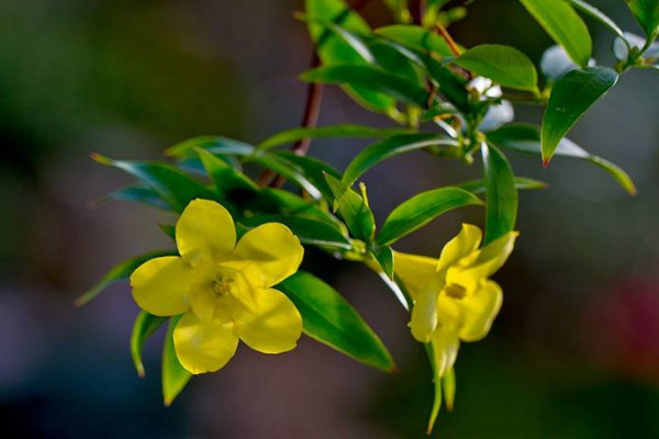 香水茉莉的養(yǎng)殖方法和注意事項(xiàng)