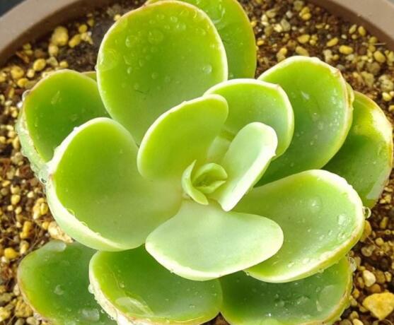 寶石花怎么澆水，不同季節(jié)不同澆水量(控水為主)