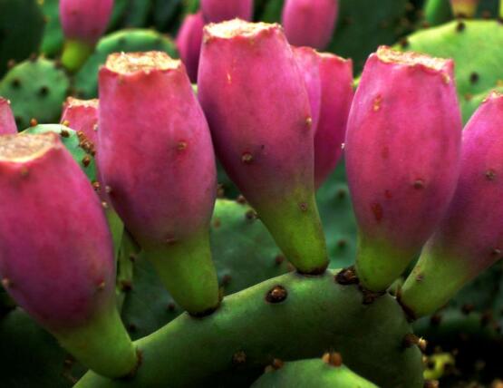 仙人掌的果實(shí)能吃嗎，食用可清熱解毒、養(yǎng)顏?zhàn)o(hù)膚