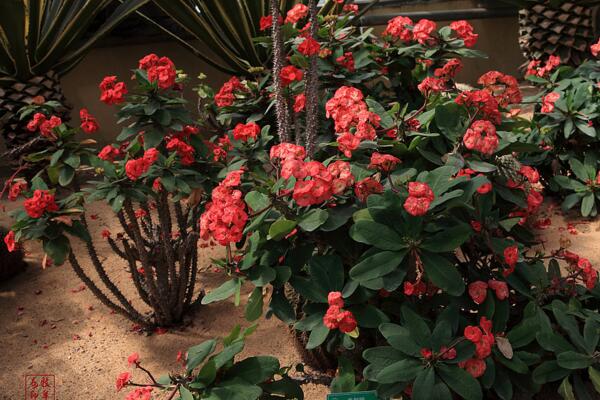 虎刺梅能放在屋里嗎，虎刺梅不能放在家中的4大原因