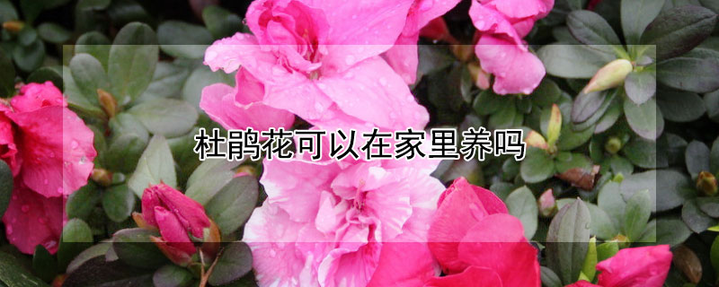杜鵑花可以在家里養(yǎng)嗎