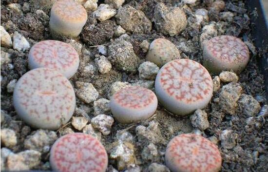 生石花有什么用，老農(nóng)總結(jié)最常見四個作用