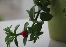 玉樹(shù)用什么土壤，最好使用沙土栽種