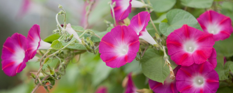 牽牛花一個(gè)盆里種幾顆