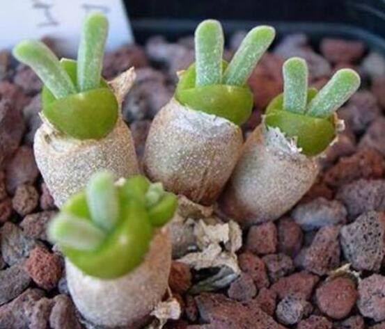 碧光環(huán)多肉有毒嗎，無毒/株型優(yōu)雅、美觀可愛