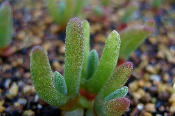 碧光環(huán)小兔子怎么養(yǎng)