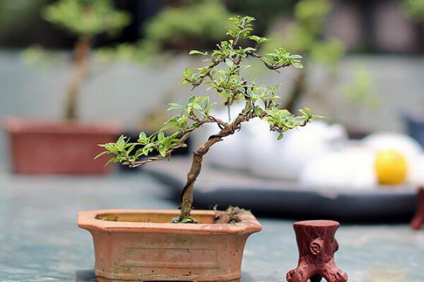 六月雪夏天怎么養(yǎng)，六月雪夏季養(yǎng)殖5大要點(diǎn)