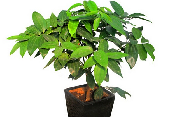 平安樹葉子干枯是怎么回事，環(huán)境變化過大要養(yǎng)護(hù)一段時(shí)間