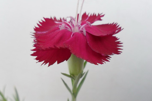 康乃馨種子種下后什么時(shí)候開花