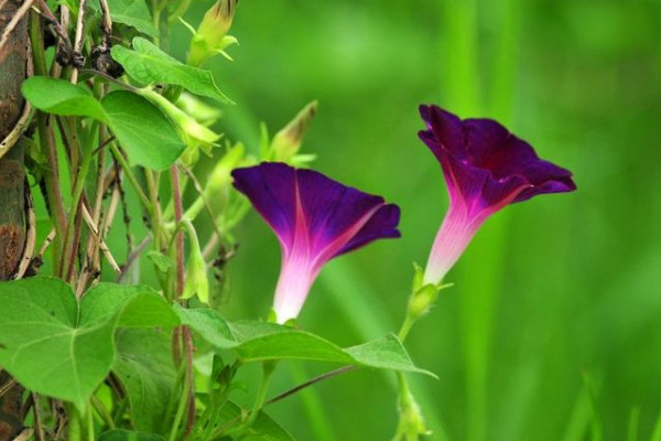 牽牛花長太高怎么辦
