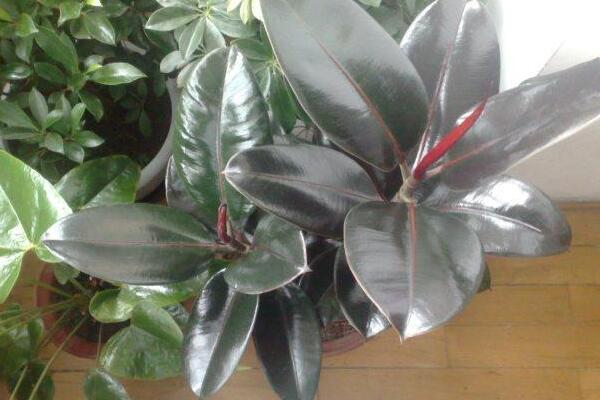 橡皮樹的修剪方法圖解，橡皮樹的四種修剪方法