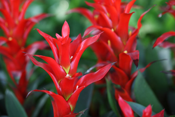 鴻運當頭花腐葉病怎么辦