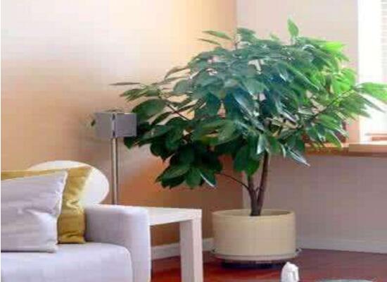 平安樹(shù)擺放什么位置好，平安樹(shù)的擺放禁忌