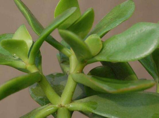 景天樹和玉樹的區(qū)別，教你兩種最容易分辨方法(葉型與花型)