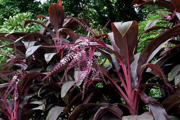 紅鐵樹(shù)的功效與作用，主要在于藥用以及觀賞