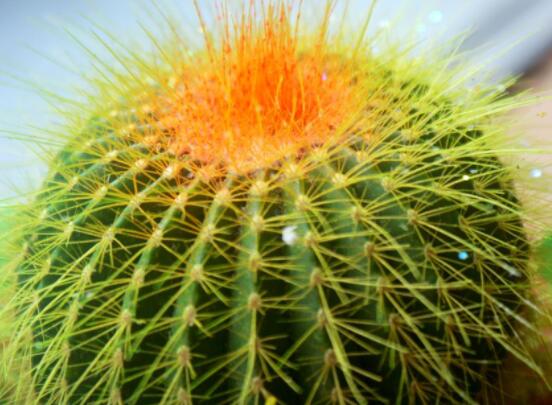 仙人球爛了怎么辦，及時(shí)修剪爛根、消毒/保持通風(fēng)透氣