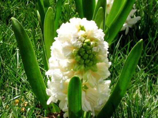 好看的風信子圖片欣賞，姿色優(yōu)美，色彩艷麗