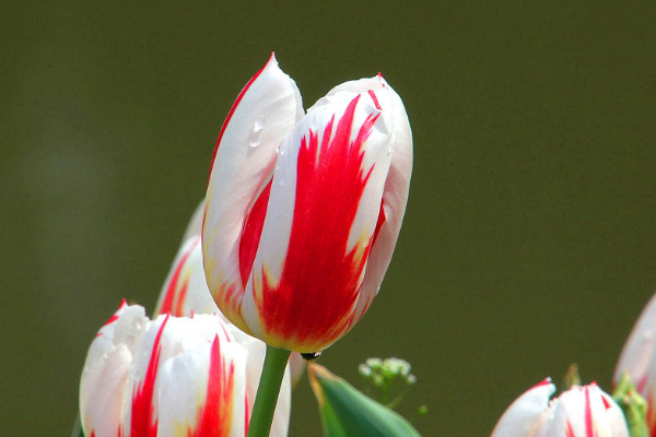 郁金香種了半個月沒有發(fā)芽還活嗎