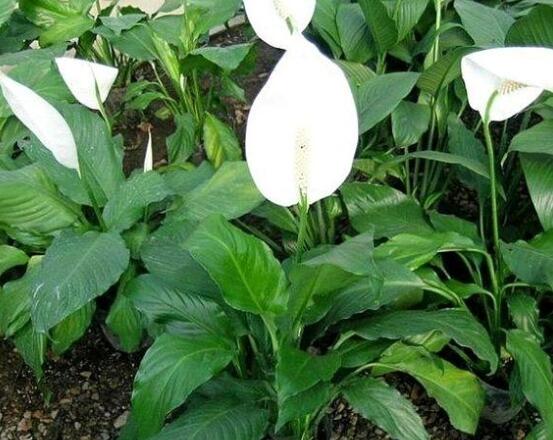 一帆風(fēng)順蔫了怎么補救，四種原因以及補救辦法