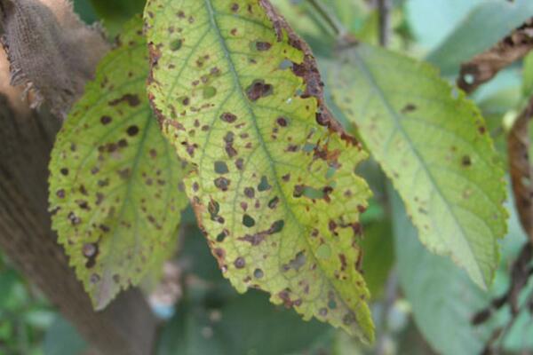 桃花的病害防治，4種常見(jiàn)病害講解