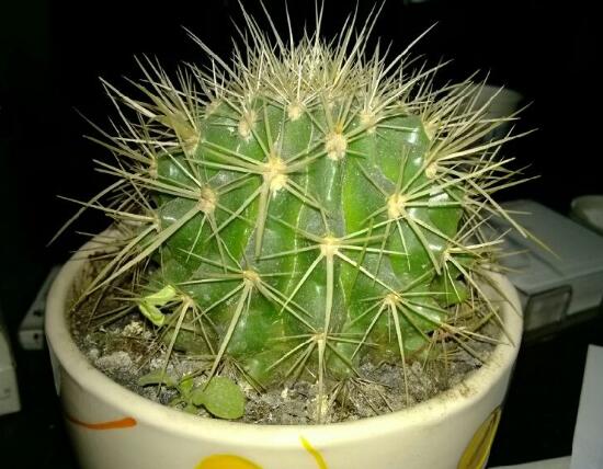 仙人球能治什么病，仙人球的作用與功效