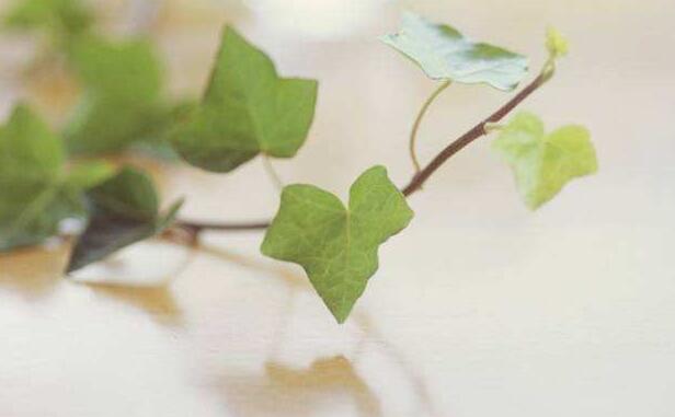 常春藤葉子發(fā)蔫咋補(bǔ)救，適合的光照和溫度很重要