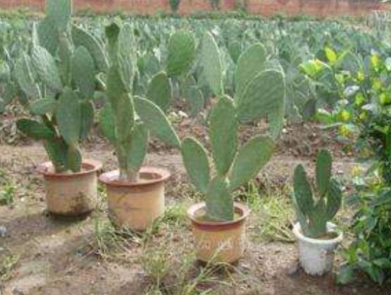 仙人掌的繁殖方法，扦插繁殖簡(jiǎn)單/存活率高(合適推薦)