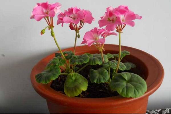 天竺葵打頂摘心圖解，摘心時(shí)間在每年的春秋季