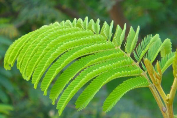 含羞草為什么一碰就縮，受外力刺激影響葉枕失去支撐力