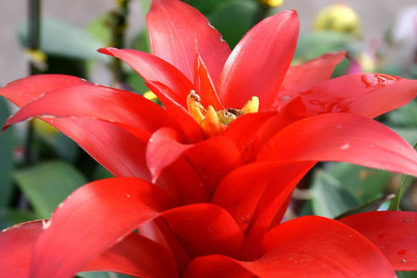 鴻運當頭養(yǎng)幾顆好