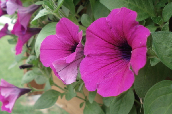 牽?；ńY(jié)果后葉子黃了枯萎了