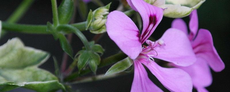 天竺葵夏天開(kāi)花嗎
