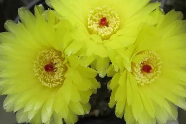 仙人球牡丹玉養(yǎng)殖方法